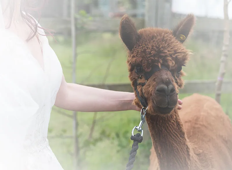 Alpaca Farm Wedding