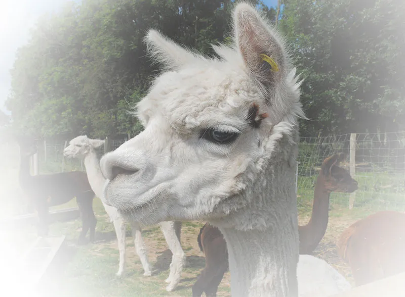 Alpaca Farm Wedding