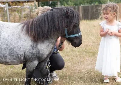 Alpaca weddings in Kent