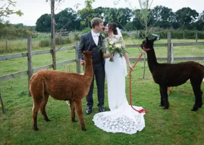 Alpaca weddings in Kent