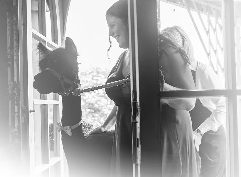 Alpaca Farm Wedding
